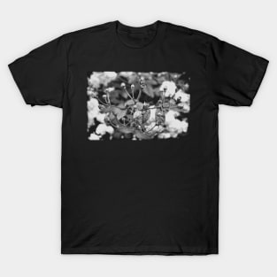 Vintage rose buds on a black and white film T-Shirt